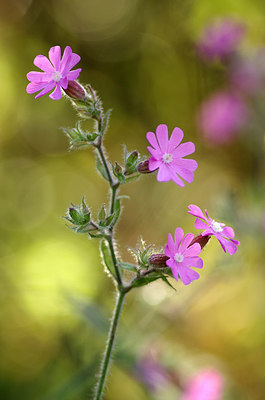 BUITEN BEELD Foto: 216534