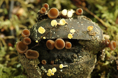 BUITEN BEELD Foto: 216539