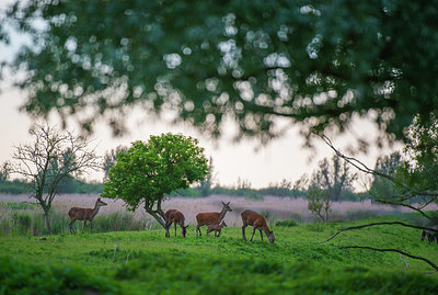 BUITEN BEELD Foto: 216574