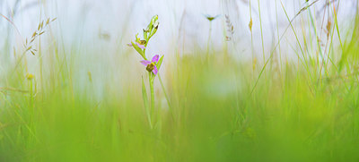 BUITEN BEELD Foto: 216585