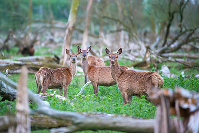 BUITEN BEELD Foto: 216599