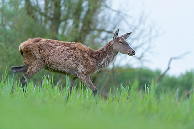 BUITEN BEELD Foto: 216605