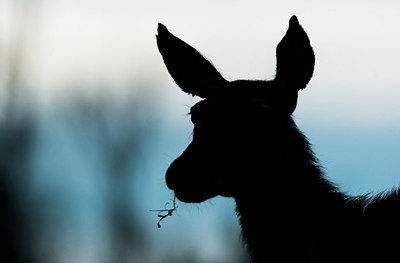 BUITEN BEELD Foto: 216608