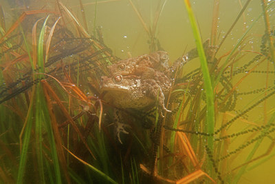 BUITEN BEELD Foto: 216643