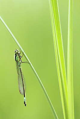 BUITEN BEELD Foto: 216650