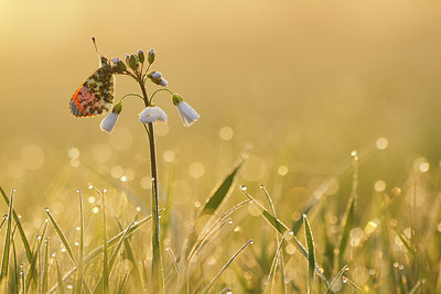 BUITEN BEELD Foto: 216656