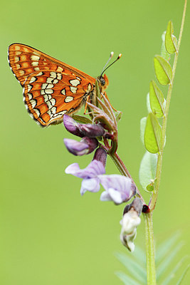 BUITEN BEELD Foto: 216657