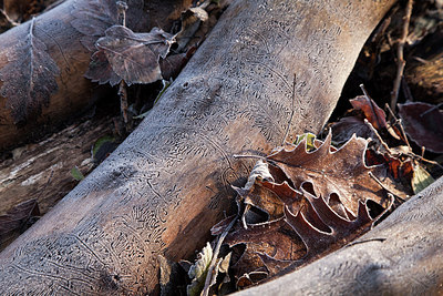 BUITEN BEELD Foto: 216716