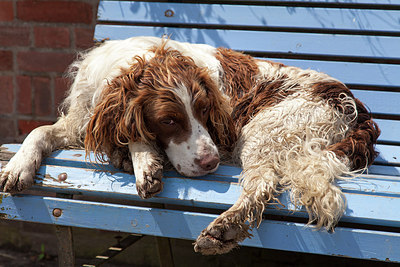 BUITEN BEELD Foto: 216765