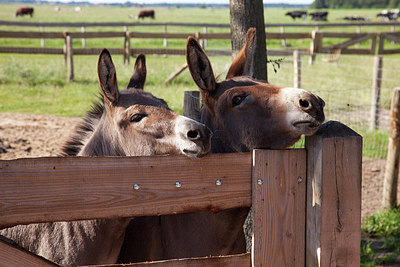 BUITEN BEELD Foto: 216767