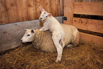 BUITEN BEELD Foto: 216771