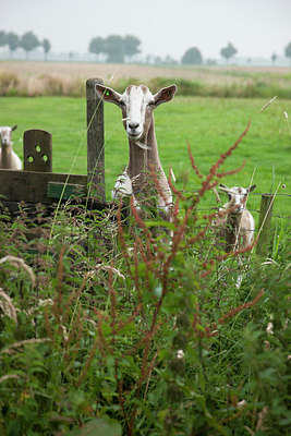 BUITEN BEELD Foto: 216792