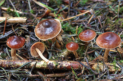 BUITEN BEELD Foto: 216800