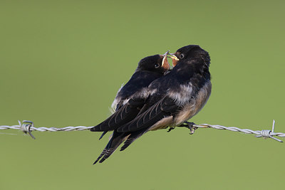 BUITEN BEELD Foto: 216812