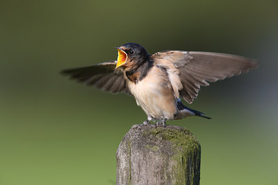 BUITEN BEELD Foto: 216813