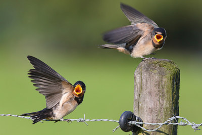 BUITEN BEELD Foto: 216815