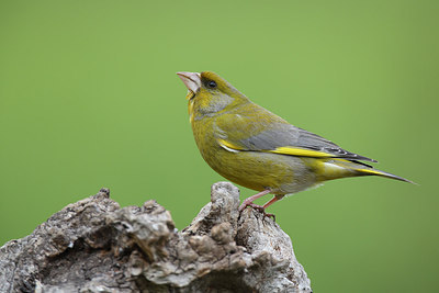 BUITEN BEELD Foto: 216820