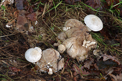 BUITEN BEELD Foto: 216823