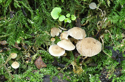 BUITEN BEELD Foto: 216830
