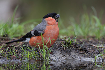 BUITEN BEELD Foto: 216835