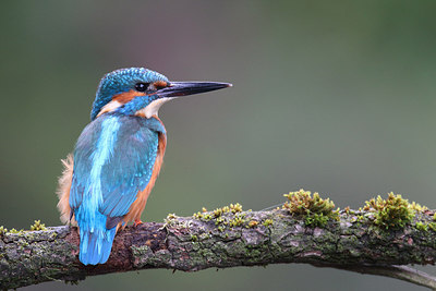 BUITEN BEELD Foto: 216840