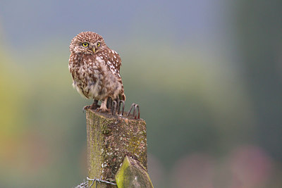 BUITEN BEELD Foto: 216855