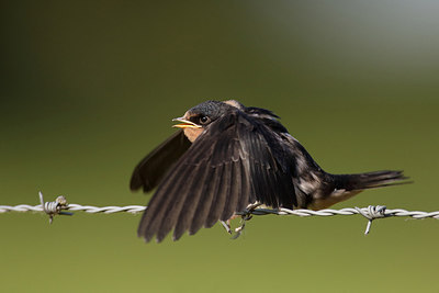BUITEN BEELD Foto: 216865