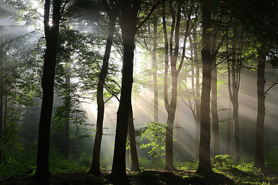 BUITEN BEELD Foto: 216867
