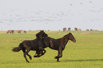 BUITEN BEELD Foto: 216871