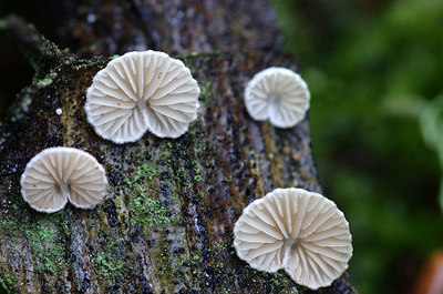 BUITEN BEELD Foto: 216892