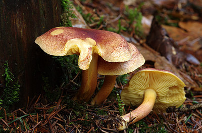 BUITEN BEELD Foto: 216895