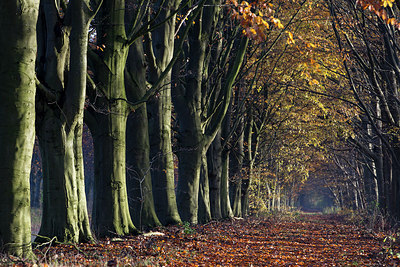 BUITEN BEELD Foto: 216909