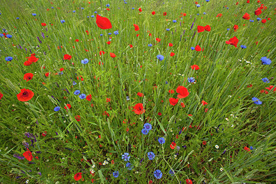 BUITEN BEELD Foto: 216927