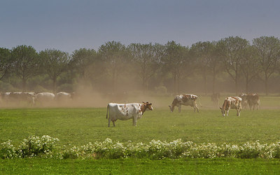 BUITEN BEELD Foto: 216933