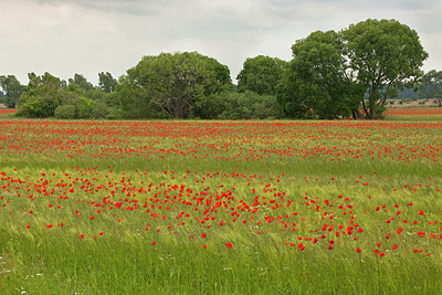 BUITEN BEELD Foto: 216935