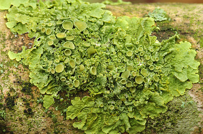 BUITEN BEELD Foto: 216941