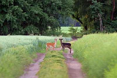 BUITEN BEELD Foto: 216946