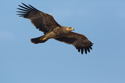 BUITEN BEELD Foto: 216948