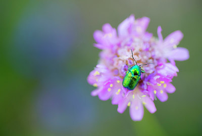 BUITEN BEELD Foto: 216970