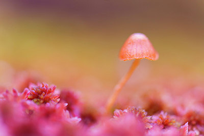 BUITEN BEELD Foto: 217007