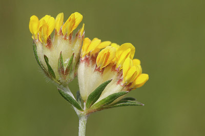 BUITEN BEELD Foto: 217033