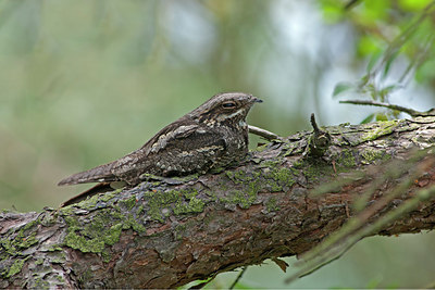 BUITEN BEELD Foto: 217036