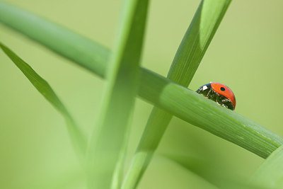 BUITEN BEELD Foto: 217052