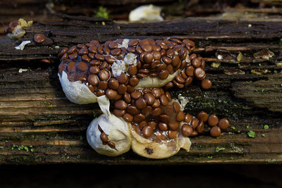 BUITEN BEELD Foto: 217065