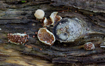BUITEN BEELD Foto: 217066