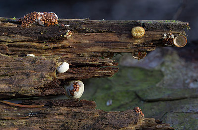 BUITEN BEELD Foto: 217069