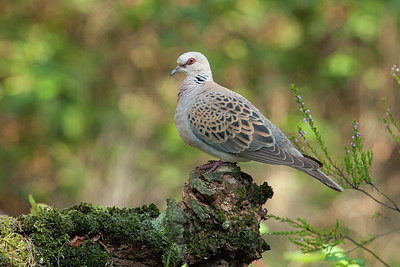 BUITEN BEELD Foto: 217073