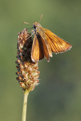 BUITEN BEELD Foto: 217076