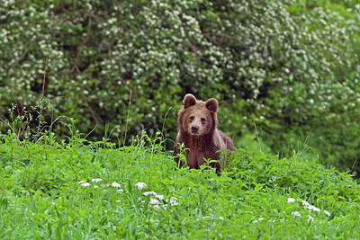 BUITEN BEELD Foto: 217082