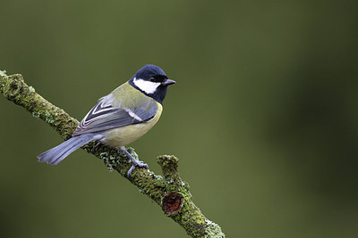 BUITEN BEELD Foto: 217083